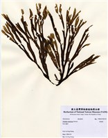 藏品(厚緣藻)的圖片